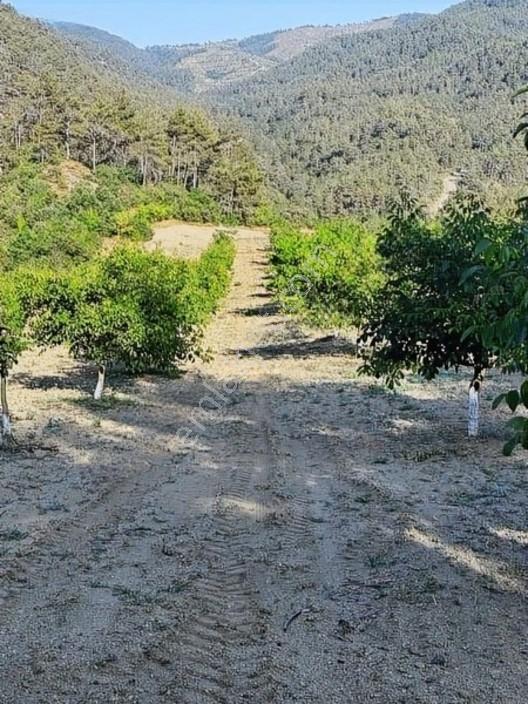 Taraklı Merkeze 3 Km Mesafedeki Çetner Ceviz Bahçesi — fotoğraf 10