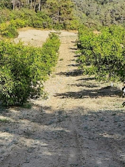 Taraklı Merkeze 3 Km Mesafedeki Çetner Ceviz Bahçesi — fotoğraf 11