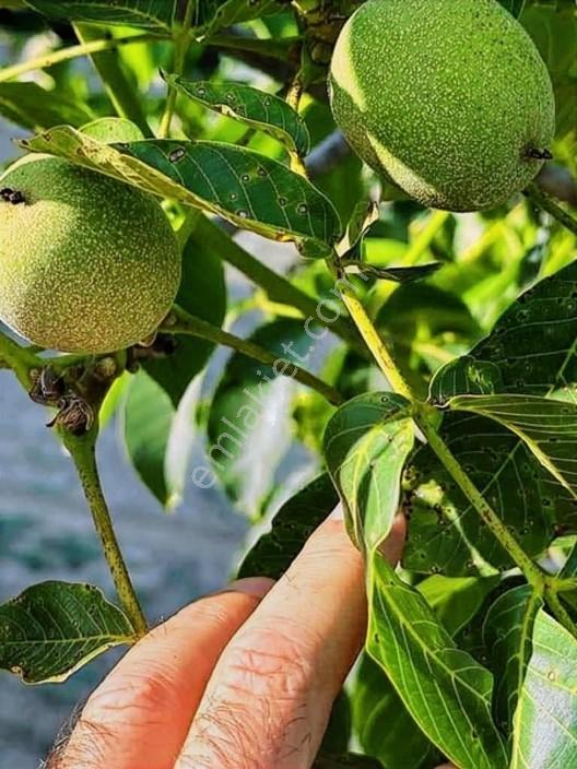 Taraklı Merkeze 3 Km Mesafedeki Çetner Ceviz Bahçesi — fotoğraf 12