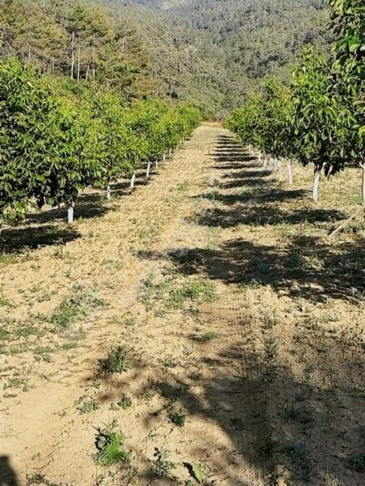 Taraklı Merkeze 3 Km Mesafedeki Çetner Ceviz Bahçesi — fotoğraf 13