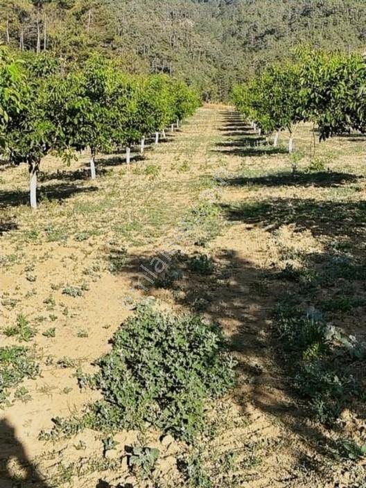 Taraklı Merkeze 3 Km Mesafedeki Çetner Ceviz Bahçesi — fotoğraf 17