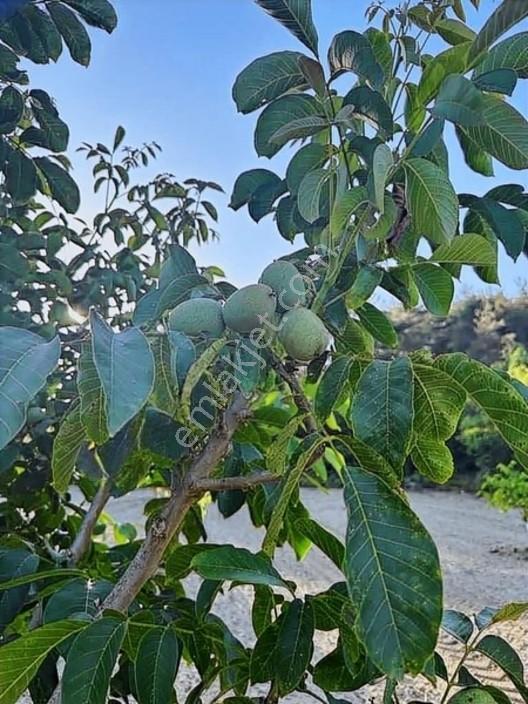 Taraklı Merkeze 3 Km Mesafedeki Çetner Ceviz Bahçesi — fotoğraf 19