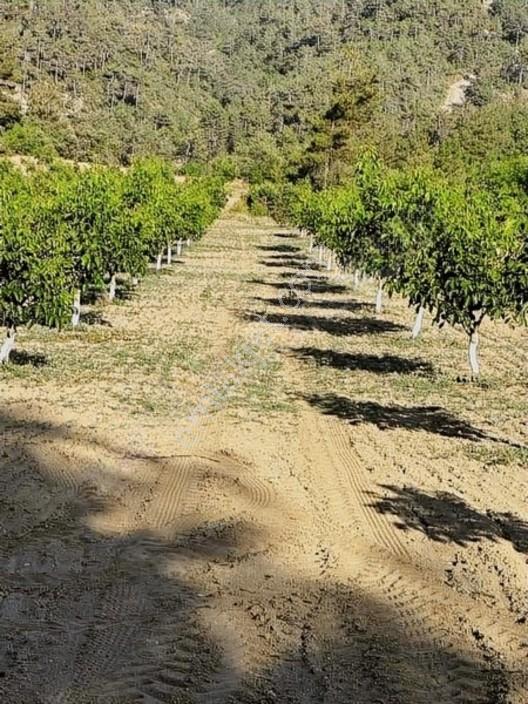 Taraklı Merkeze 3 Km Mesafedeki Çetner Ceviz Bahçesi — fotoğraf 20