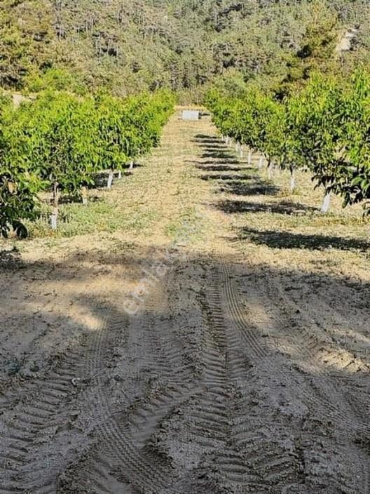 Taraklı Merkeze 3 Km Mesafedeki Çetner Ceviz Bahçesi — fotoğraf 21