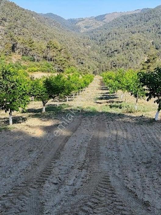 Taraklı Merkeze 3 Km Mesafedeki Çetner Ceviz Bahçesi — fotoğraf 22