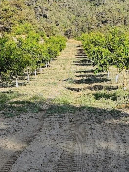 Taraklı Merkeze 3 Km Mesafedeki Çetner Ceviz Bahçesi — fotoğraf 23
