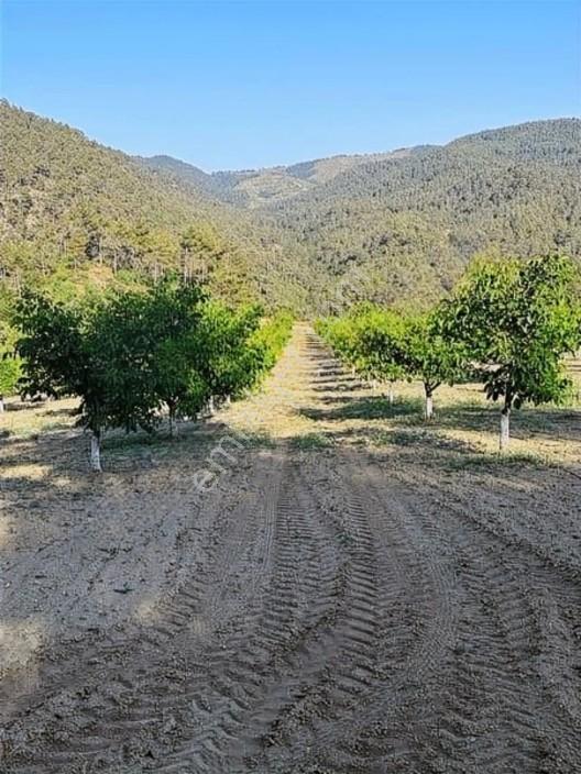 Taraklı Merkeze 3 Km Mesafedeki Çetner Ceviz Bahçesi — fotoğraf 24