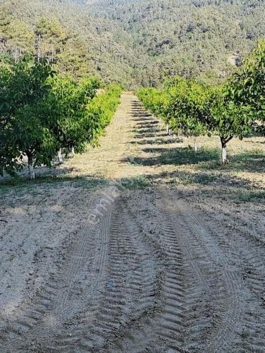 Taraklı Merkeze 3 Km Mesafedeki Çetner Ceviz Bahçesi — fotoğraf 25