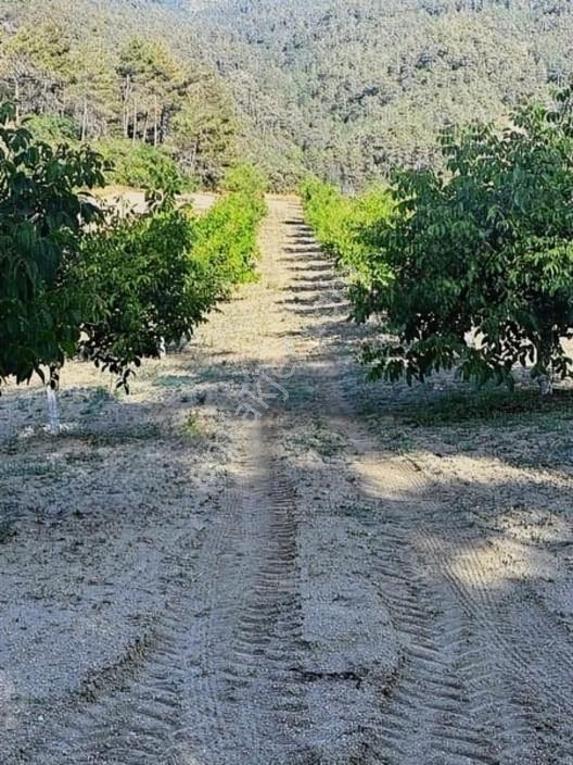Taraklı Merkeze 3 Km Mesafedeki Çetner Ceviz Bahçesi — fotoğraf 26