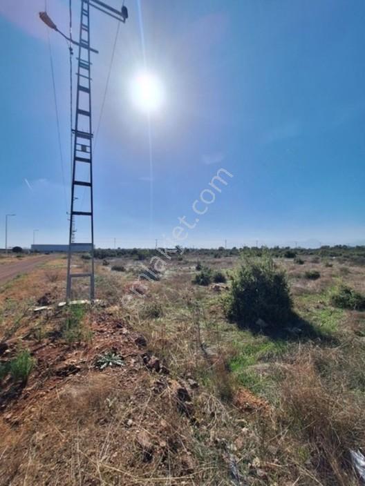 Kirişçilerin Gözdesi — fotoğraf 9