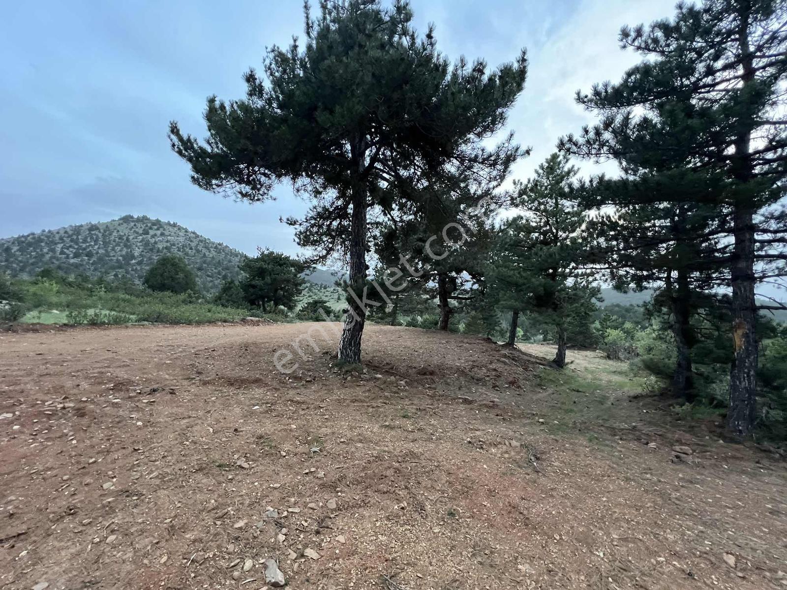 Net Emlaktan Kestelde Göl Manzaralı Ormanın İçinde Bahçe Yeri — fotoğraf 13