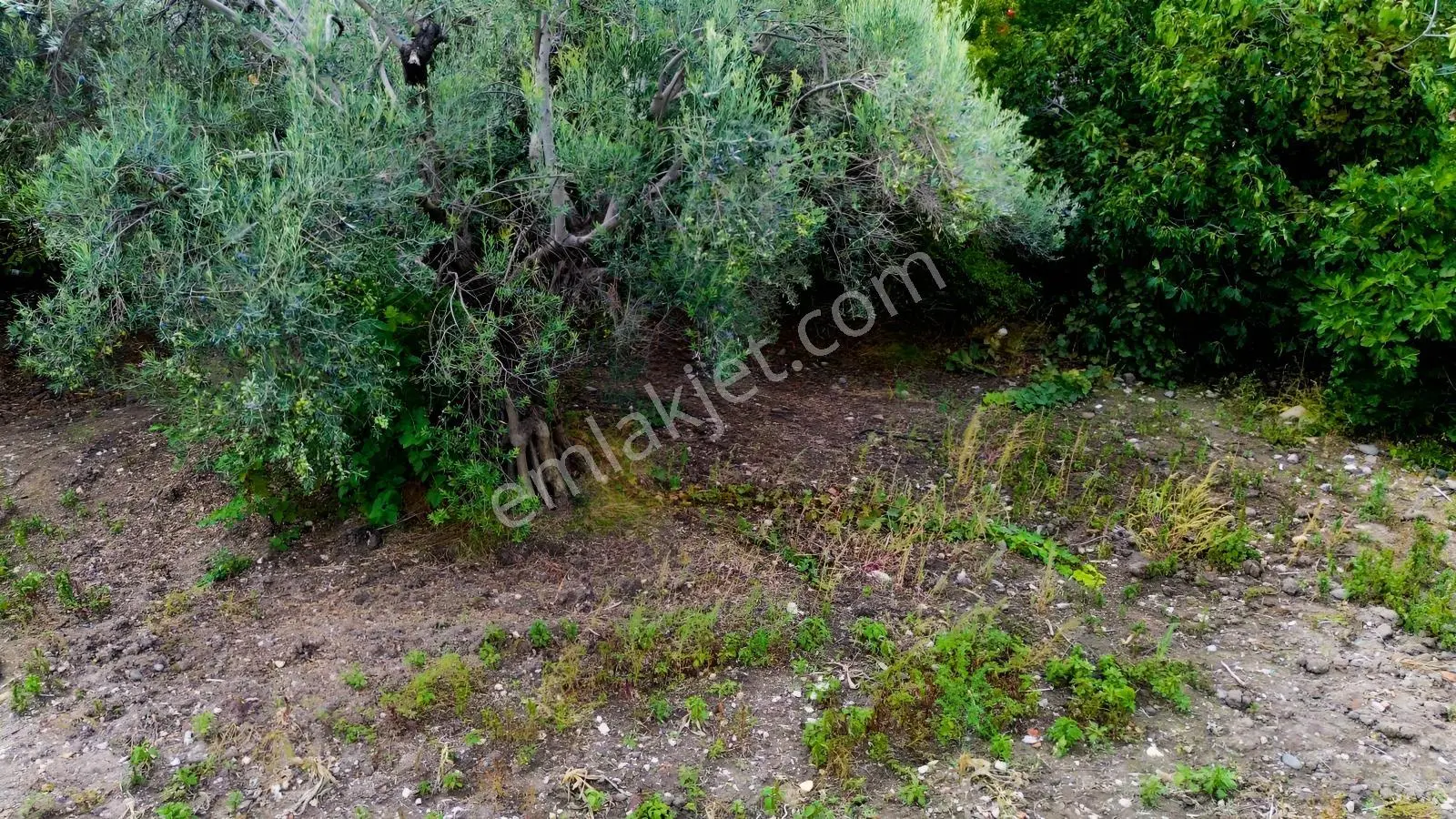 Kınık Musacalıda 939 M² Konut İmarlı Fırsat Satılık Arsa! — fotoğraf 33