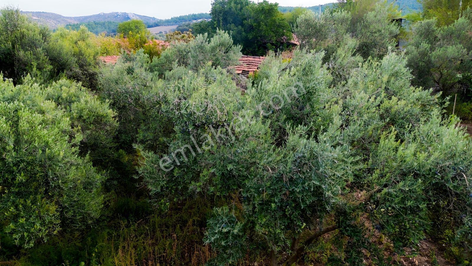 Kınık Musacalıda 939 M² Konut İmarlı Fırsat Satılık Arsa! — fotoğraf 35