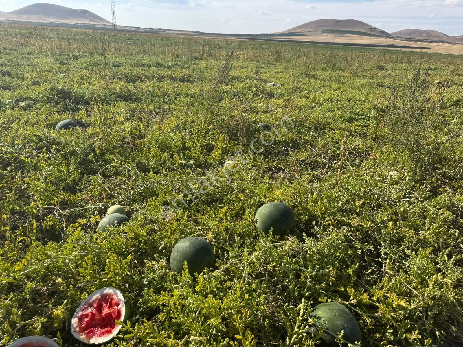 Konya Ereğli Zengen Tarım Ovasında 357 Dönüm Satılık Tarla — fotoğraf 16