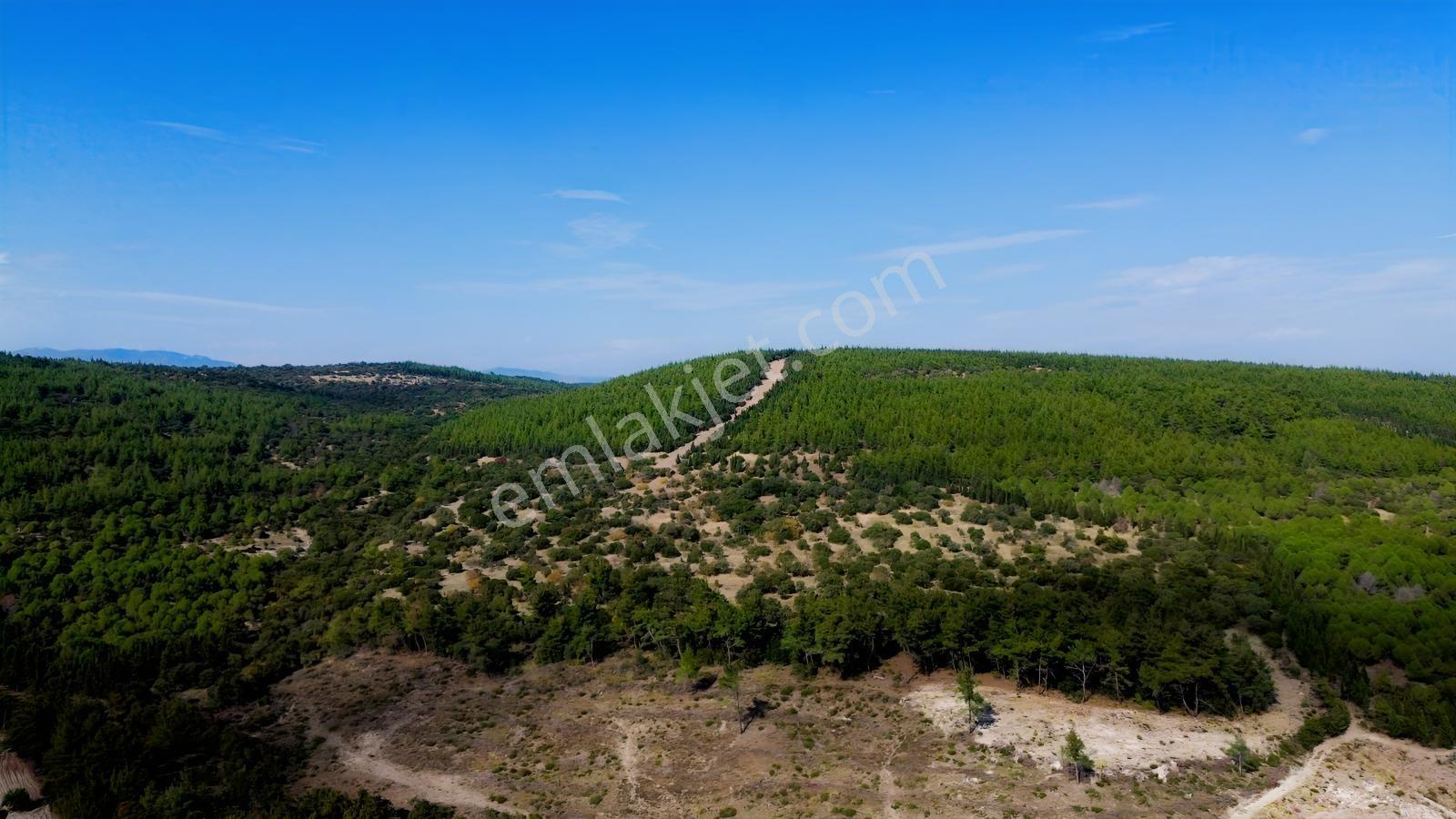 Bergama Kaşıkçıda 61.025 M² Satılık Palamutlu Tarla