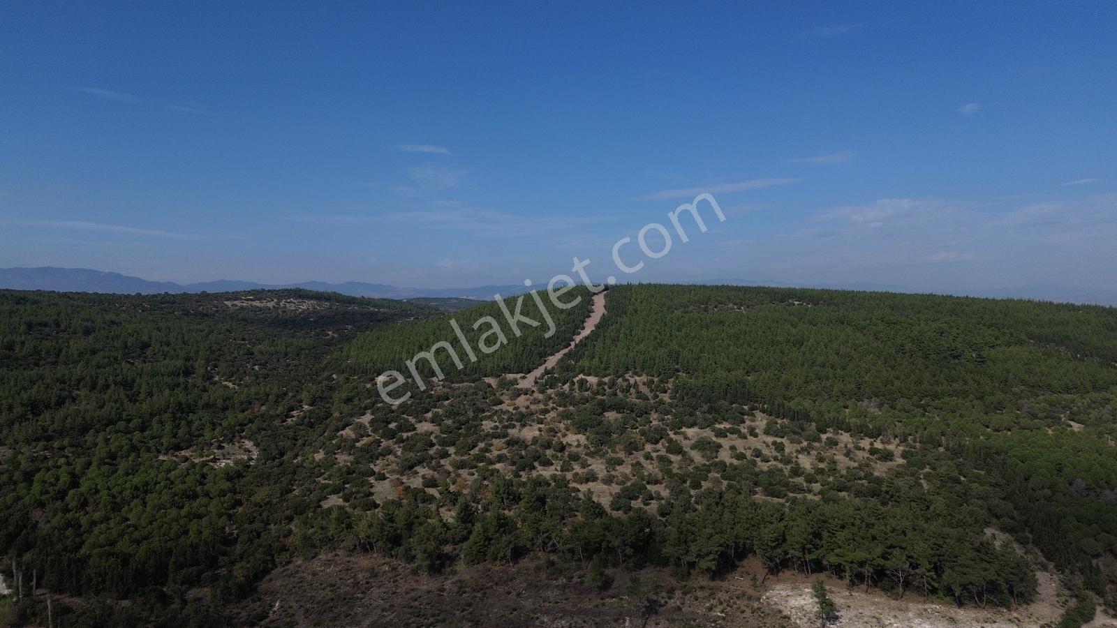 Bergama Kaşıkçıda 61.025 M² Satılık Palamutlu Tarla — fotoğraf 2
