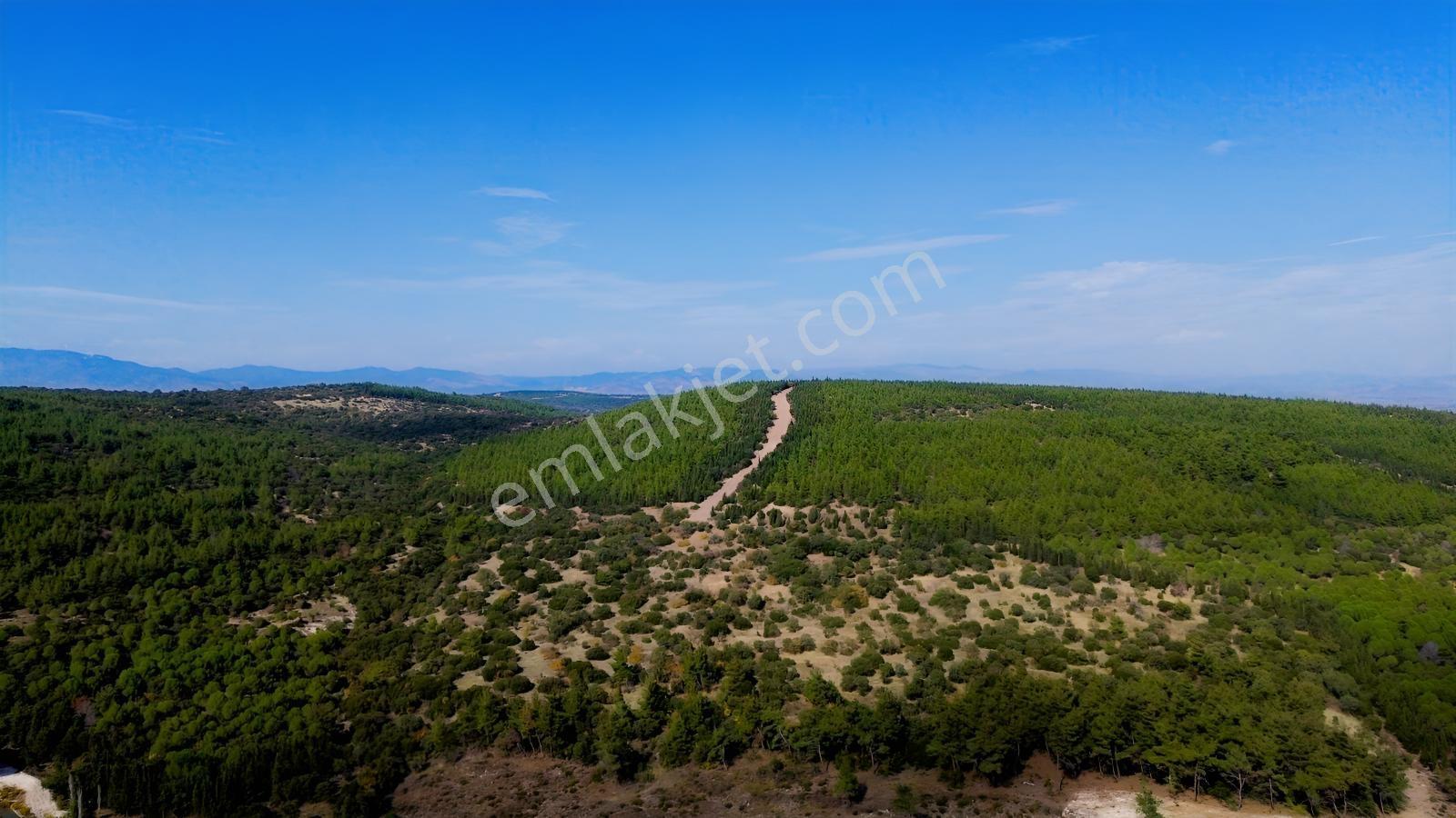 Bergama Kaşıkçıda 61.025 M² Satılık Palamutlu Tarla — fotoğraf 3