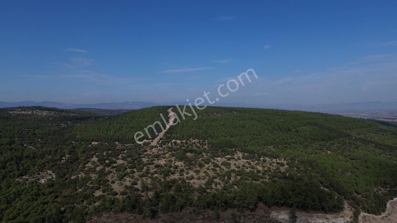 Bergama Kaşıkçıda 61.025 M² Satılık Palamutlu Tarla — fotoğraf 4