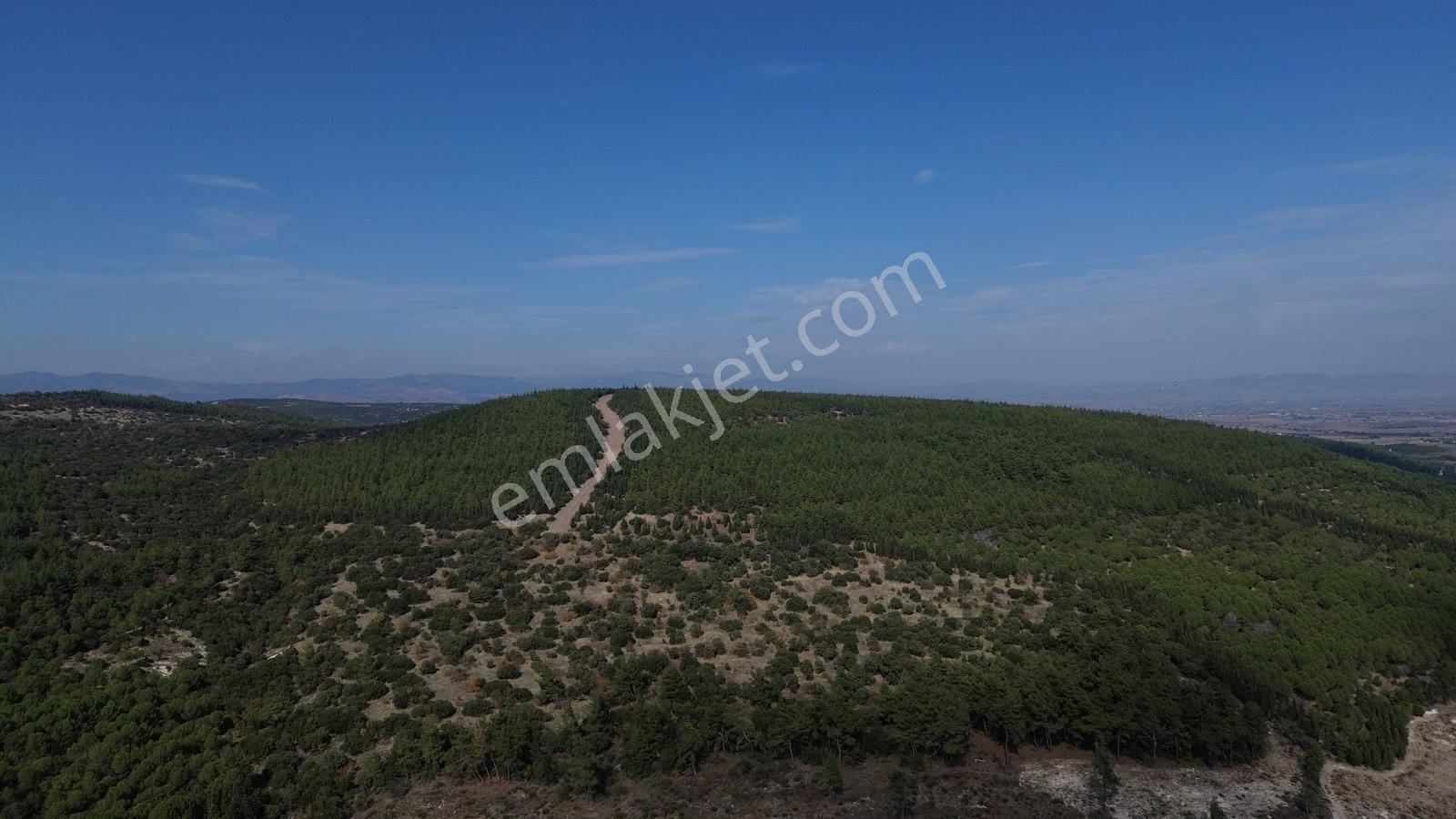 Bergama Kaşıkçıda 61.025 M² Satılık Palamutlu Tarla — fotoğraf 5
