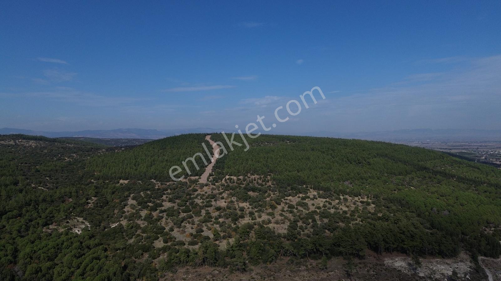 Bergama Kaşıkçıda 61.025 M² Satılık Palamutlu Tarla — fotoğraf 6