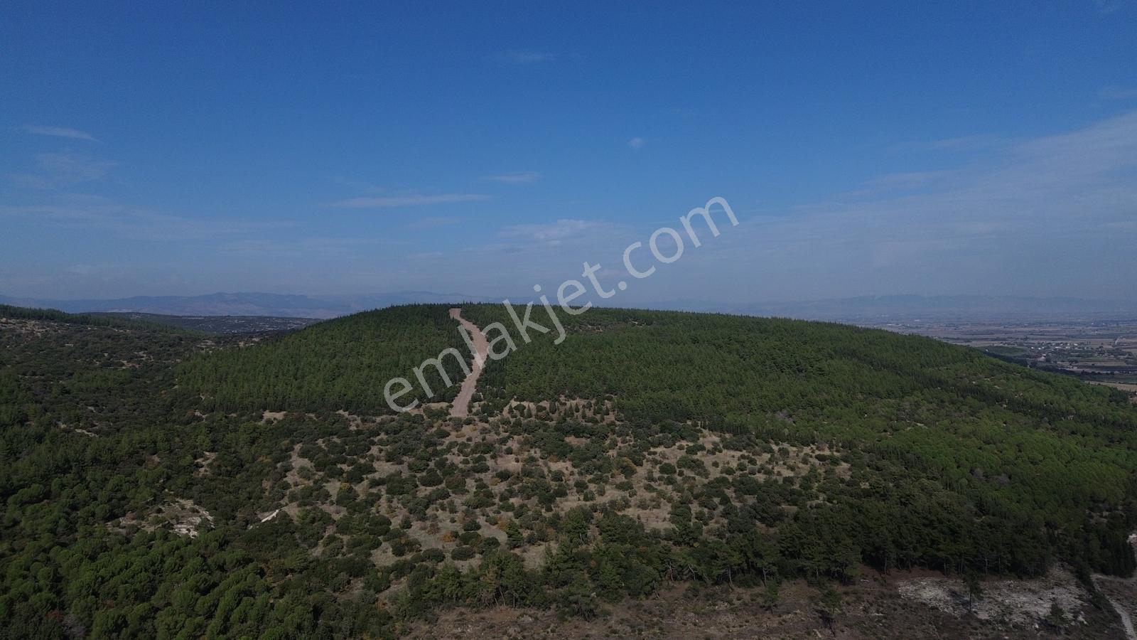 Bergama Kaşıkçıda 61.025 M² Satılık Palamutlu Tarla — fotoğraf 7