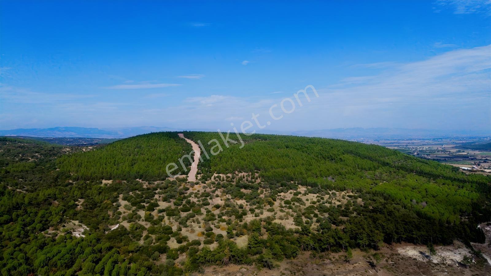 Bergama Kaşıkçıda 61.025 M² Satılık Palamutlu Tarla — fotoğraf 8