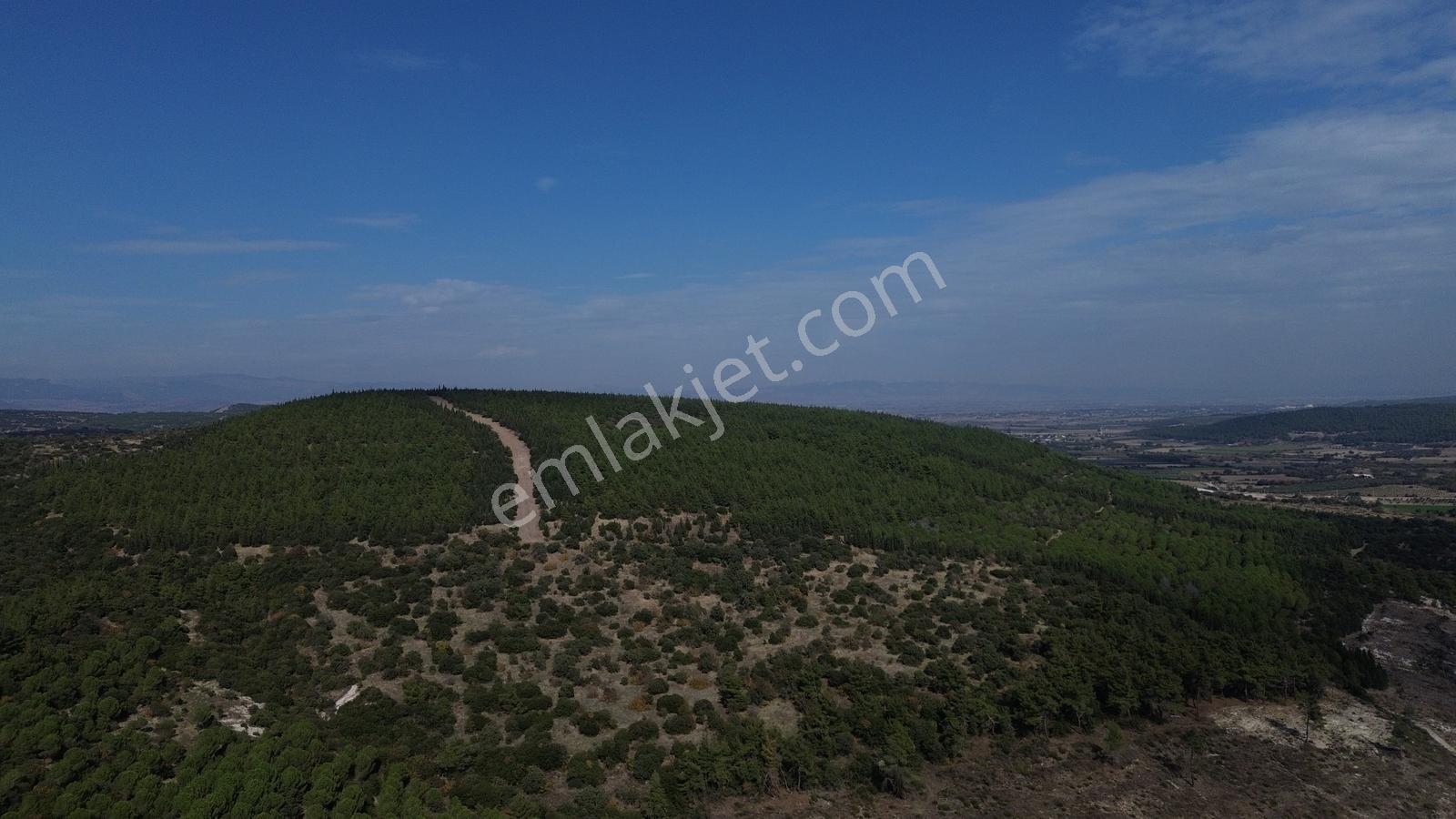 Bergama Kaşıkçıda 61.025 M² Satılık Palamutlu Tarla — fotoğraf 9
