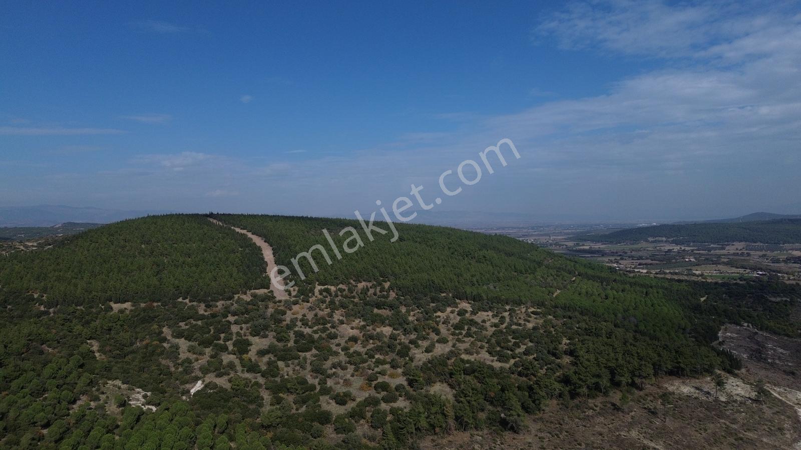 Bergama Kaşıkçıda 61.025 M² Satılık Palamutlu Tarla — fotoğraf 10