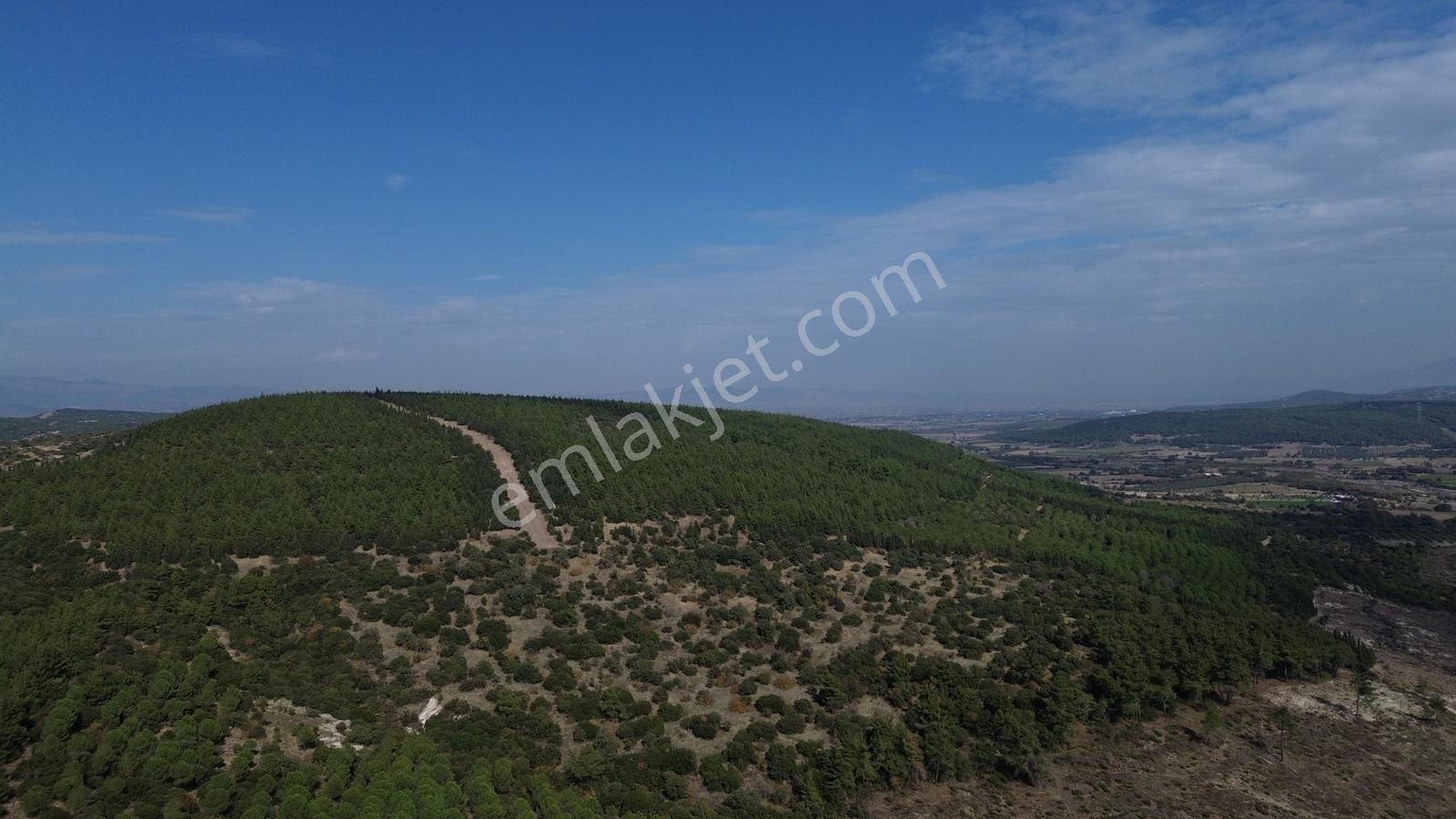 Bergama Kaşıkçıda 61.025 M² Satılık Palamutlu Tarla — fotoğraf 11
