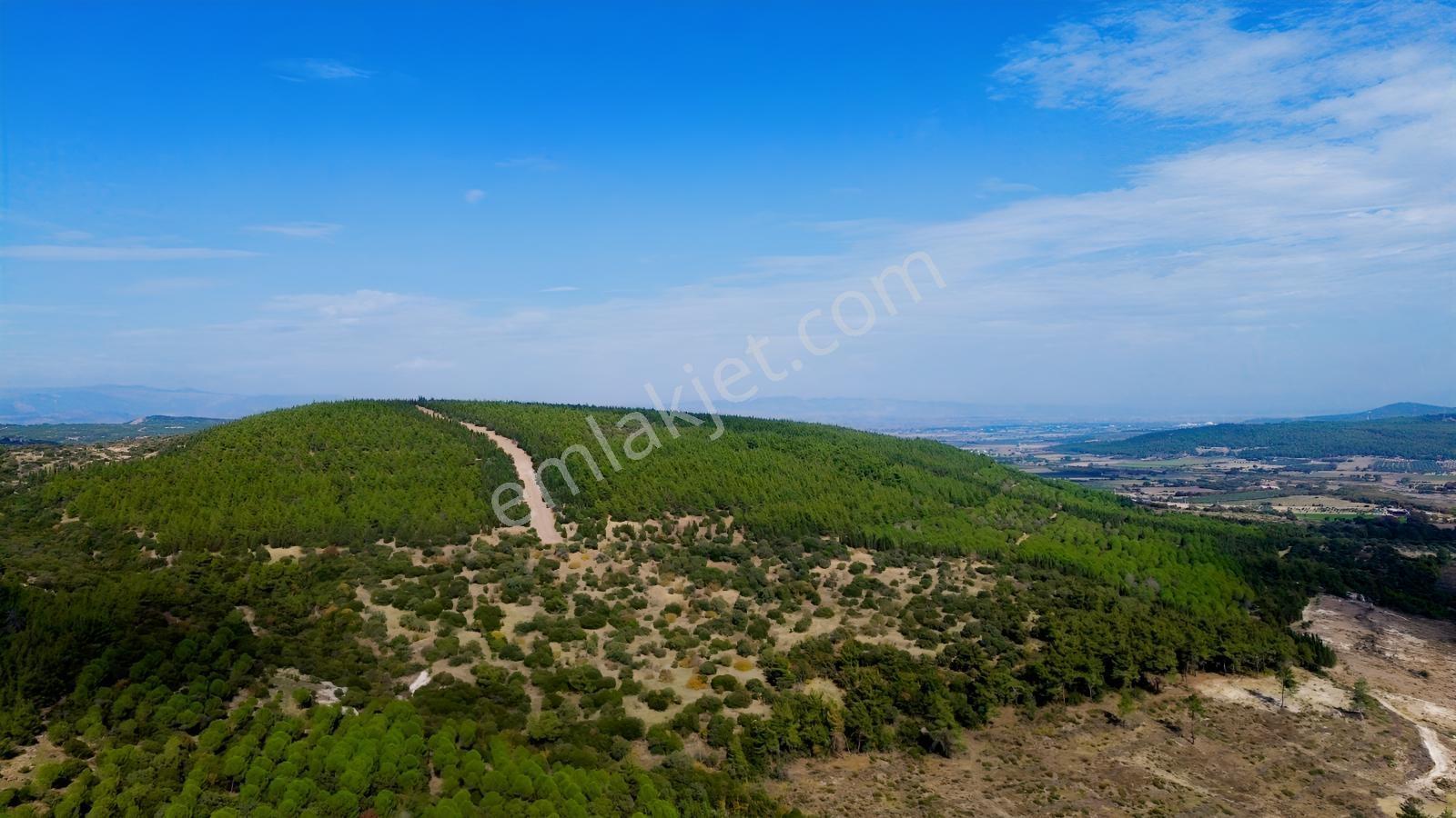 Bergama Kaşıkçıda 61.025 M² Satılık Palamutlu Tarla — fotoğraf 12
