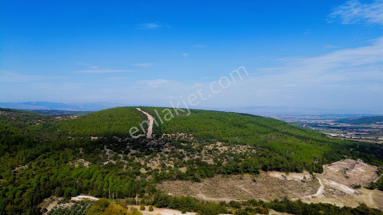 Bergama Kaşıkçıda 61.025 M² Satılık Palamutlu Tarla — fotoğraf 13