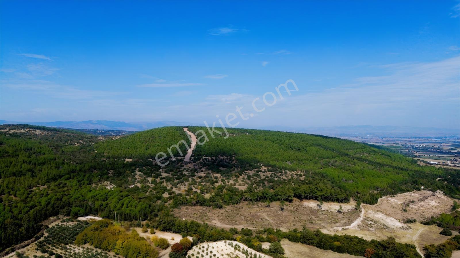 Bergama Kaşıkçıda 61.025 M² Satılık Palamutlu Tarla — fotoğraf 14