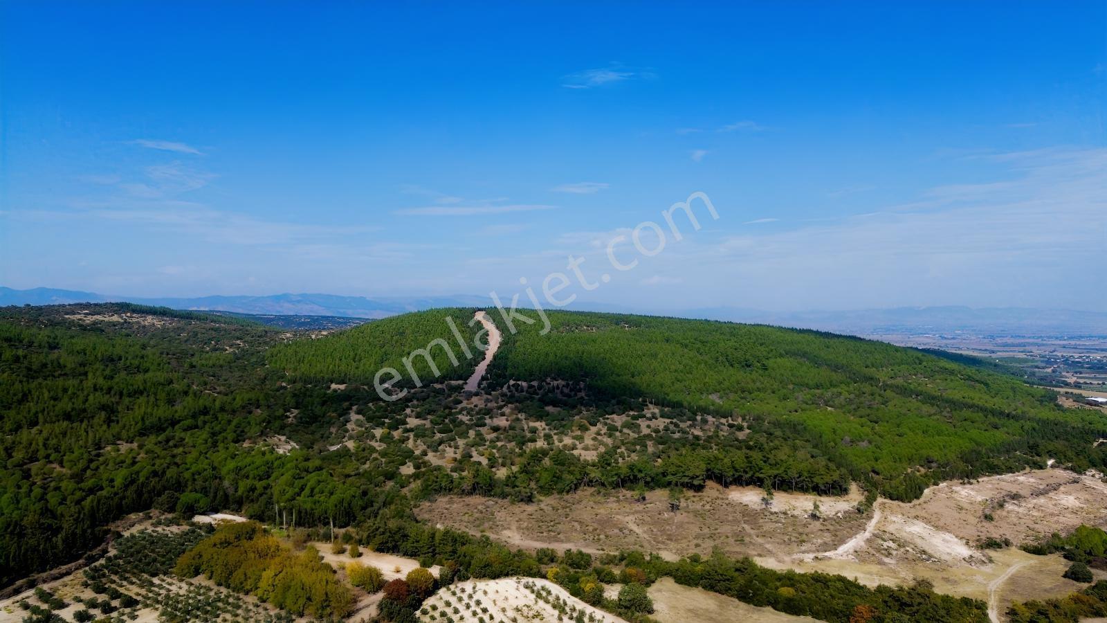 Bergama Kaşıkçıda 61.025 M² Satılık Palamutlu Tarla — fotoğraf 15