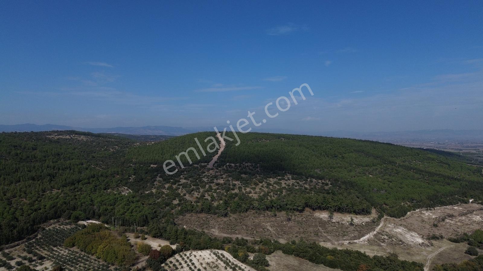 Bergama Kaşıkçıda 61.025 M² Satılık Palamutlu Tarla — fotoğraf 16