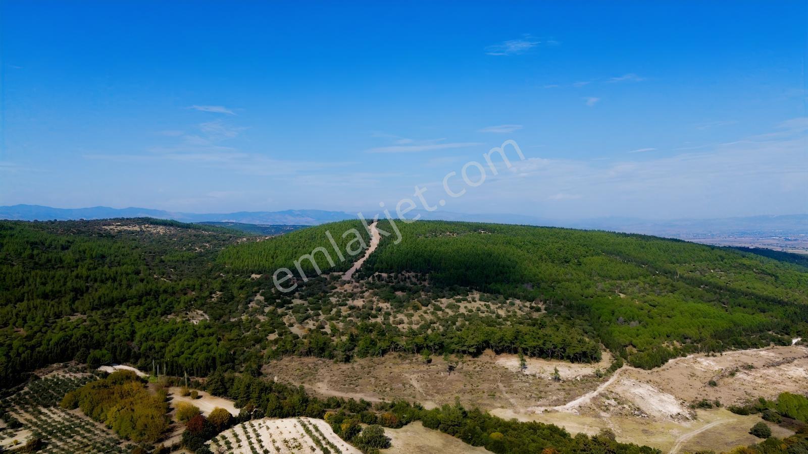 Bergama Kaşıkçıda 61.025 M² Satılık Palamutlu Tarla — fotoğraf 17