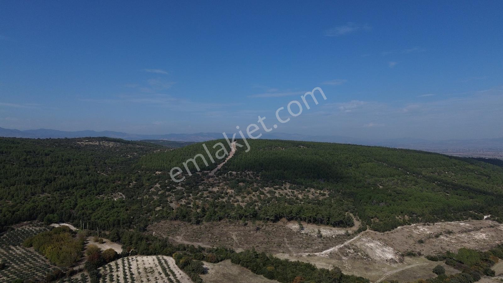 Bergama Kaşıkçıda 61.025 M² Satılık Palamutlu Tarla — fotoğraf 18