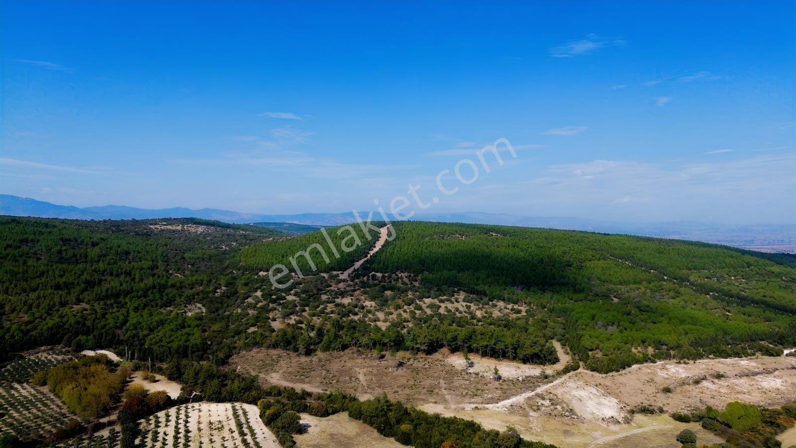Bergama Kaşıkçıda 61.025 M² Satılık Palamutlu Tarla — fotoğraf 19