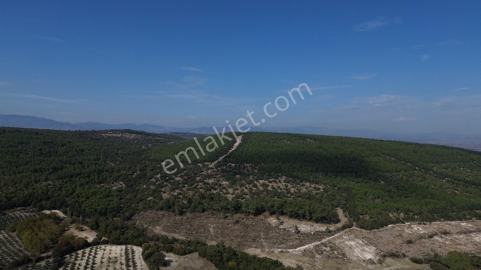 Bergama Kaşıkçıda 61.025 M² Satılık Palamutlu Tarla — fotoğraf 20