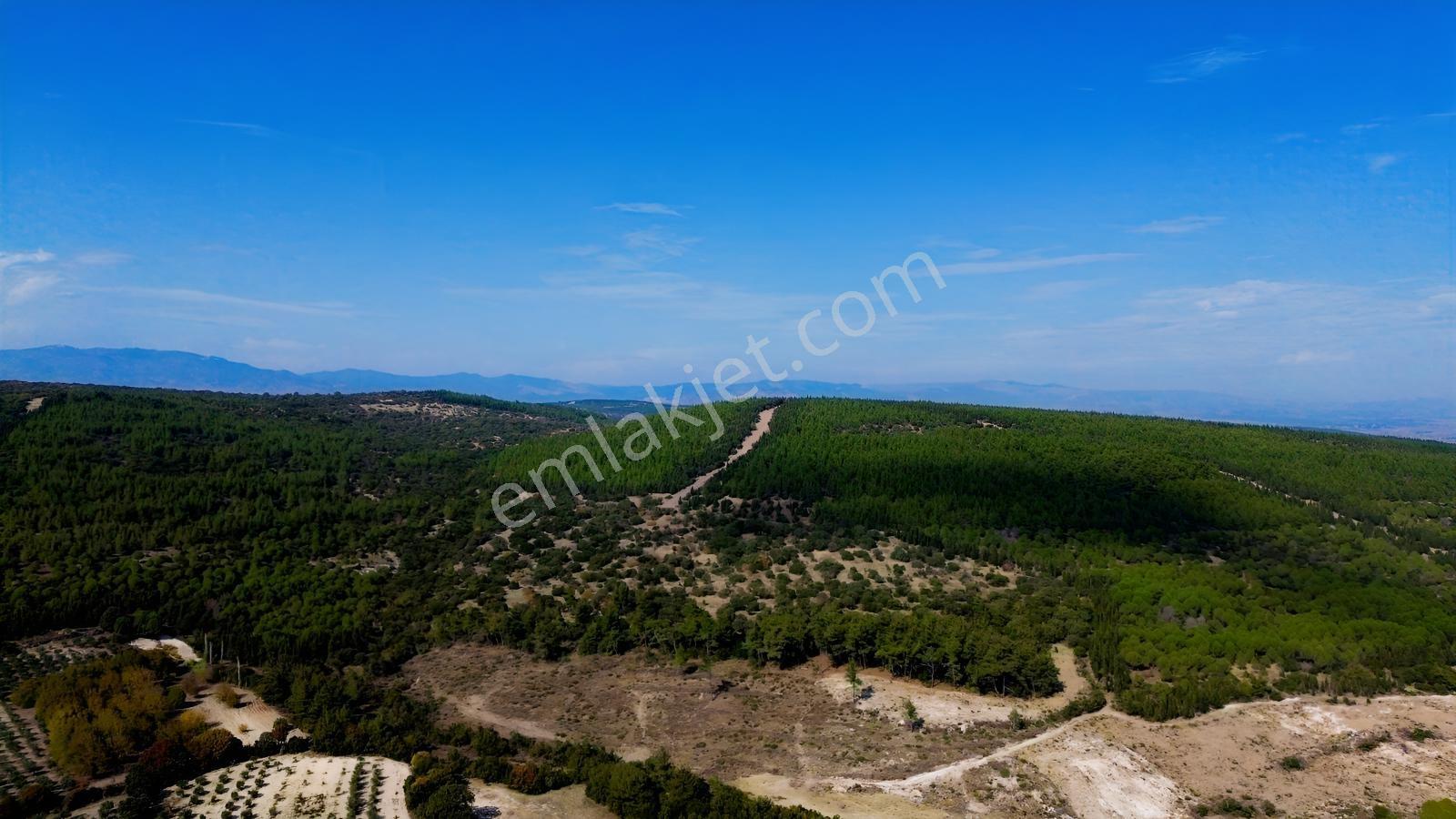 Bergama Kaşıkçıda 61.025 M² Satılık Palamutlu Tarla — fotoğraf 21