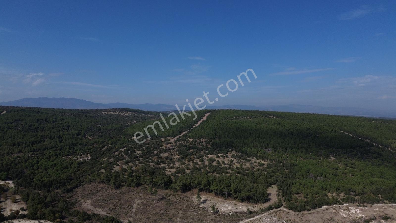 Bergama Kaşıkçıda 61.025 M² Satılık Palamutlu Tarla — fotoğraf 22