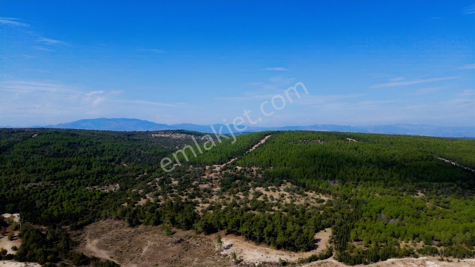 Bergama Kaşıkçıda 61.025 M² Satılık Palamutlu Tarla — fotoğraf 23