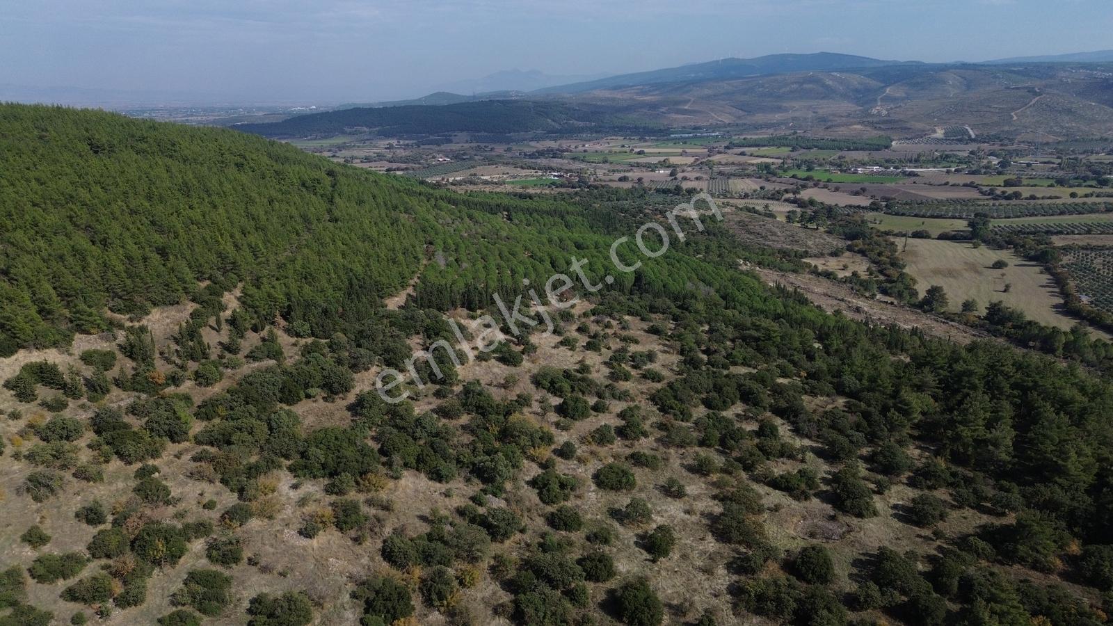 Bergama Kaşıkçıda 61.025 M² Satılık Palamutlu Tarla — fotoğraf 24