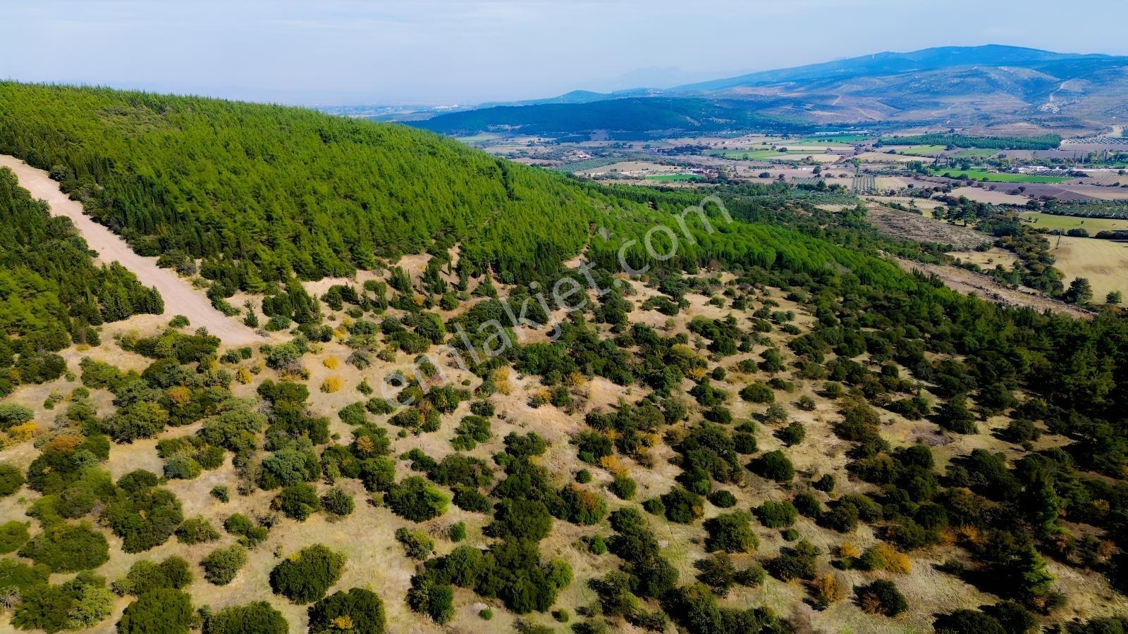 Bergama Kaşıkçıda 61.025 M² Satılık Palamutlu Tarla — fotoğraf 25
