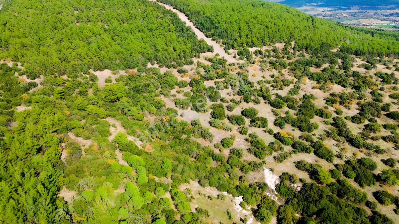 Bergama Kaşıkçıda 61.025 M² Satılık Palamutlu Tarla — fotoğraf 26