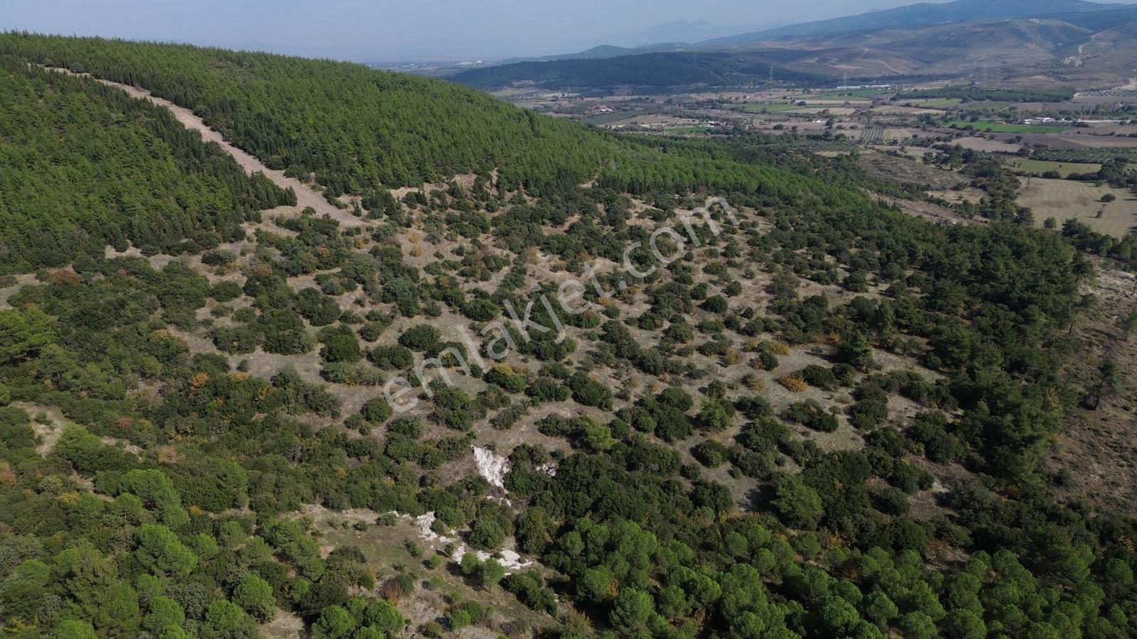 Bergama Kaşıkçıda 61.025 M² Satılık Palamutlu Tarla — fotoğraf 27