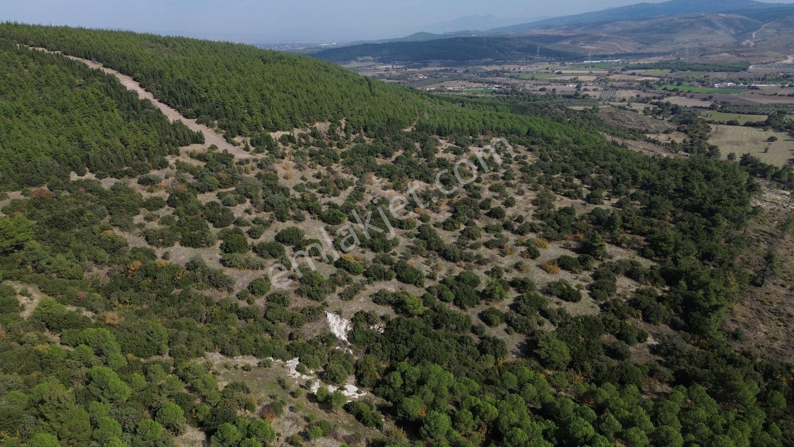 Bergama Kaşıkçıda 61.025 M² Satılık Palamutlu Tarla — fotoğraf 28