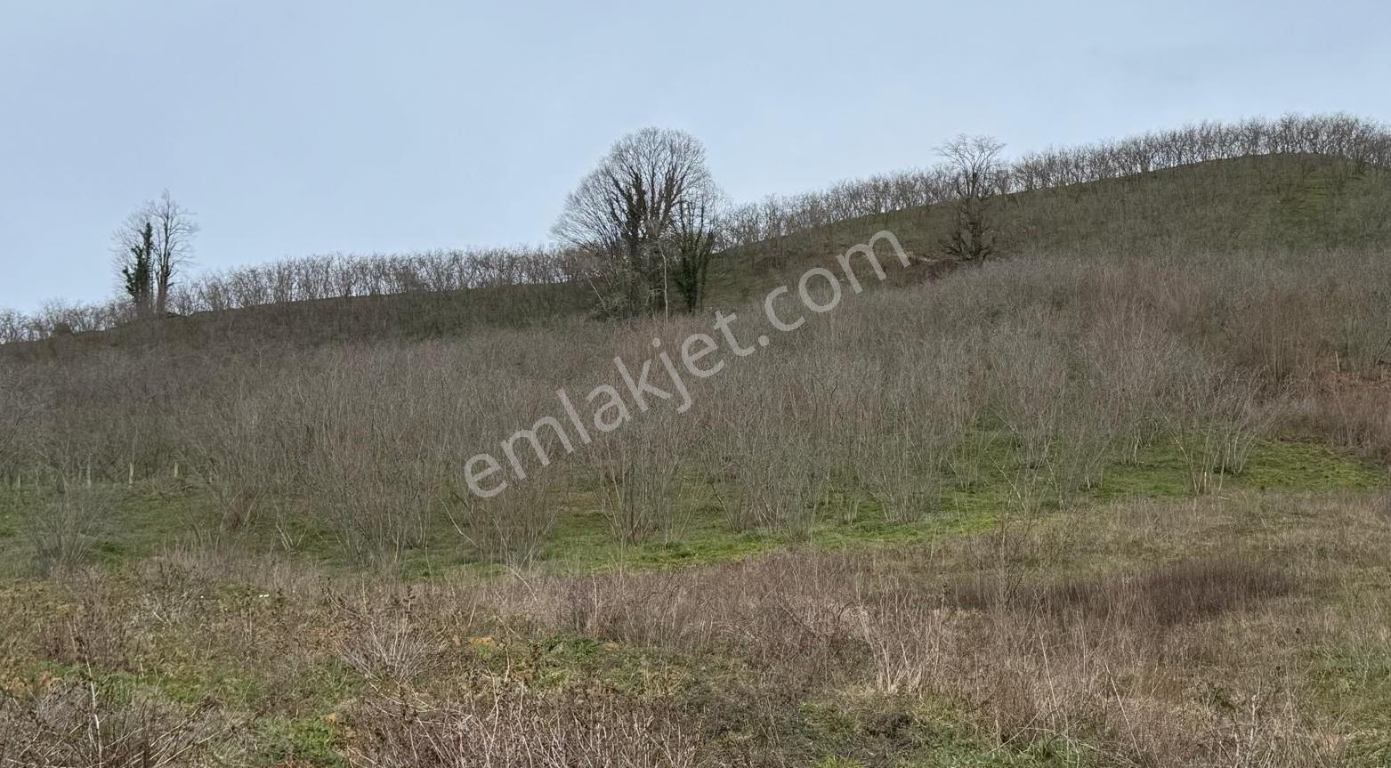 Düzce-akçakoya / Hasançavuş Satılık 24573 M² Çiftlik Arsası — fotoğraf 7