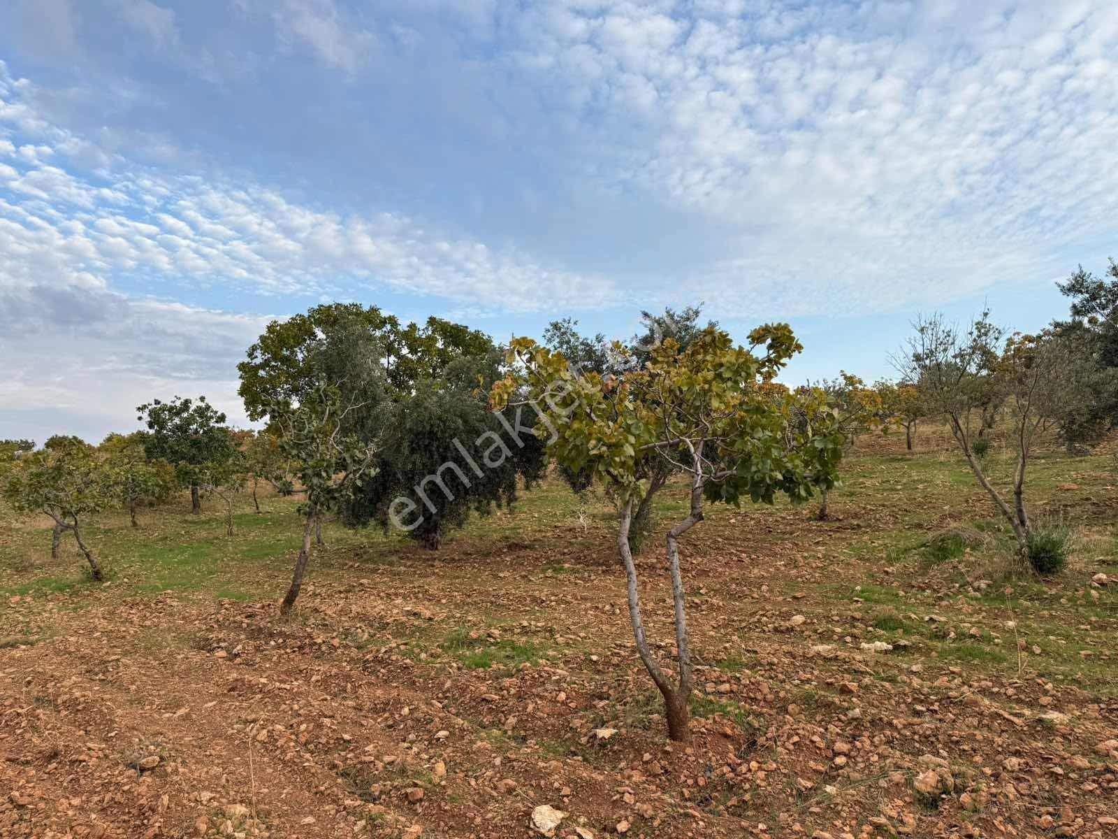 Goldev'den Kolanşehir Köyünde 22 Dönüm Tek Tapu Fıstıklık ! — fotoğraf 3