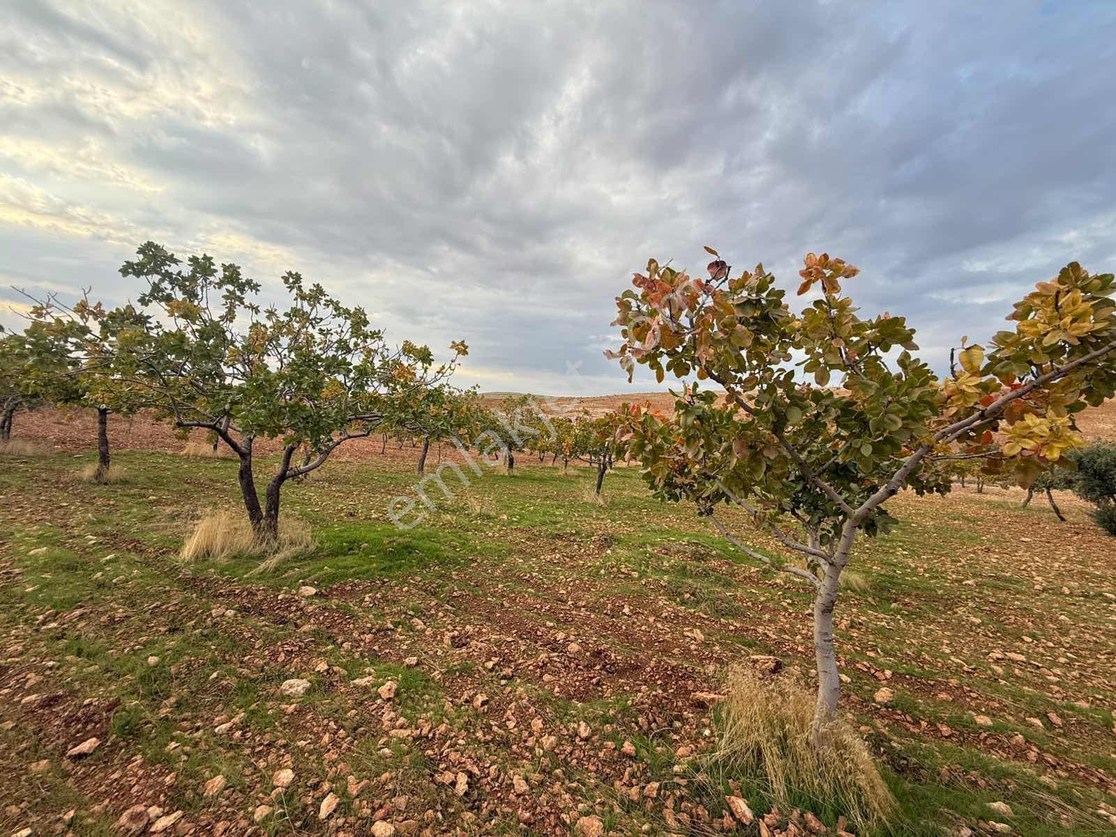 Goldev'den Kolanşehir Köyünde 22 Dönüm Tek Tapu Fıstıklık ! — fotoğraf 5