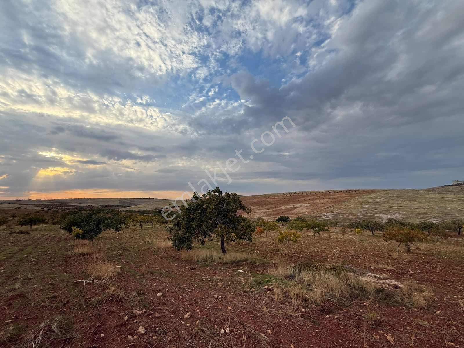 Goldev'den Kolanşehir Köyünde 22 Dönüm Tek Tapu Fıstıklık ! — fotoğraf 9